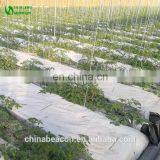 China Eggplant Hydroponics and Coconut Cultivation Equipment/Hydroponics Growing Systems