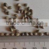 Hemp Seed thumbnail-2