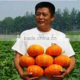 ORANGE SUN Thick Flesh Orange Hybrid f1 Pumpkin Seeds