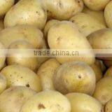 Wholesale Potato/Potato Low Price/ Fresh Potato From China thumbnail-4