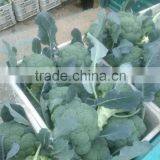 Fresh Broccoli thumbnail-2