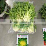 Fresh Endive thumbnail-2