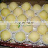 Fresh Golden Delicious Apple 18-20kg