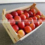 FRESH APPLE / APPLE VARIETIES / PACKED