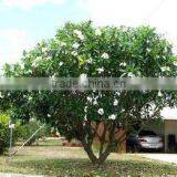 Blooming Plumeria Obtusa thumbnail-4