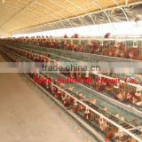 ISO9001 Chicken cage design