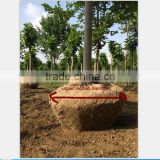 Best efficiency and hot selling for tree spade or tree transplanter in China