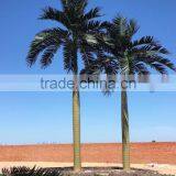 Artificial Royal Coconut Palm Tree Producer thumbnail-2