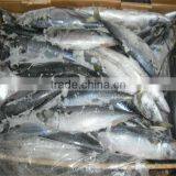 Frozen Fish thumbnail-1