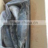 Frozen Bonito Sarda Sarda 750-1000G thumbnail-4