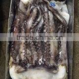 Raw Clean Fresh Vietnam Squid Meat With Large Stock thumbnail-2