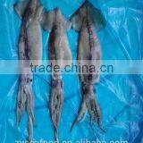 Frozen illex Argentina Squid