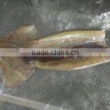 Frozen Illex Squid Tube thumbnail-2