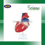 Anatomy High Quality 3 Times Life Size Jumbo Type Heart Model