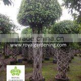 Ficus Benjamina Cage Shape (topiary Plant) thumbnail-2