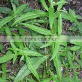 Eclipta Alba thumbnail-2