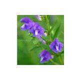 Baicalin thumbnail-1