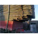 Farm Supply Shanzhu, Bamboo thumbnail-2