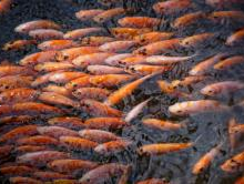 150g -5000g /h Ozone Generator for Air And Aquaculture Water Treatment thumbnail-3