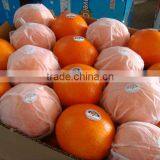 Lovely Baby Mandarin thumbnail-1