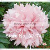 2016 Hot New Products Pom Poms Pom Plastic Ball Wall Hanging Paper Crafts