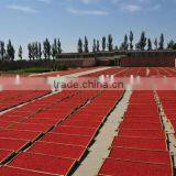 Goji/Gojiberry/wolfberry thumbnail-3