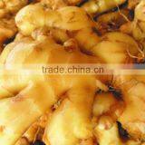 Hight Quality Fresh Ginger Best Price thumbnail-2