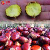 Best Chinese Chestnuts for Sale--Organic Kuancheng Chestnuts thumbnail-3
