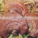 High Quality Natural Ganoderma Lucidum Spore Extract thumbnail-5