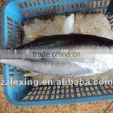Frozen Yellowfin Tuna Price thumbnail-1