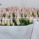 TULIP SINFONIE thumbnail-1