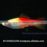 Swordtail Fish / Live Ornamental Fish thumbnail-1