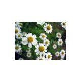 Chamomile Extract(rossonl@huacheng-biotech.com)