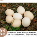 Cong Ming Eggs thumbnail-3