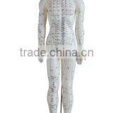 Human Acupuncture Simulator with Muscle Model Male