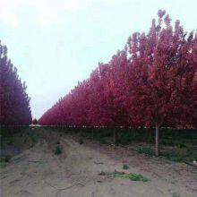 Prices of Sichuan North American Crabapples, Quotation List From the Base, Manufacturers and Wholesalers thumbnail-2