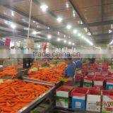 Chinese New Carrot/Frozen Red Carrots for Sale thumbnail-6