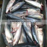 2015 frozen mackerel HGT new coming