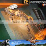 MY Dino-C071 Museum Prehistoric Animal Skeleton Model thumbnail-5