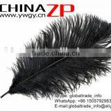 CHINAZP No.1 Supplier in China Factory Exporting Wholesale From 20-25cm Colored Balck Ostrich Feathers thumbnail-3