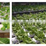 Horticulture Perlite Customized Size Perlite Like 1-8, 1-6, 1-2mm Etc thumbnail-4