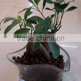 Big Sale LECA Aggregate From China, Lightweight Expanded Clay Aggregate Concrete Expanded Clay thumbnail-5