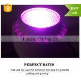 Low Price Aaa Quality High Power Hello Led Growing Light From Shenzhen Factory thumbnail-3