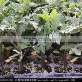 Newest Crazy Selling black seedling tray