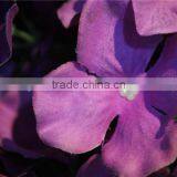 High Quality Fashion Style Decorative Artificial Flowers,wedding Decoration Flower thumbnail-5