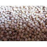Sorghum Seed