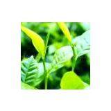 Green Tea P.E. Polyphenol 40% 50% 98%