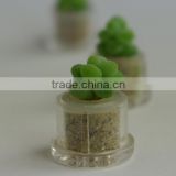 Miniplant "Blue Jade" mini succulent plant with mobile phone strap