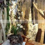 Natural Style Window Display Props Wood Decorations Tree thumbnail-6