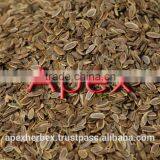 Dill Seeds / Anthem Graveolens / Suwa